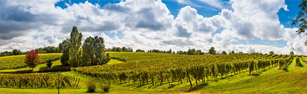 Château Saint Genès em Bordeaux traz a autêntica uva cabernet franc em seu tinto