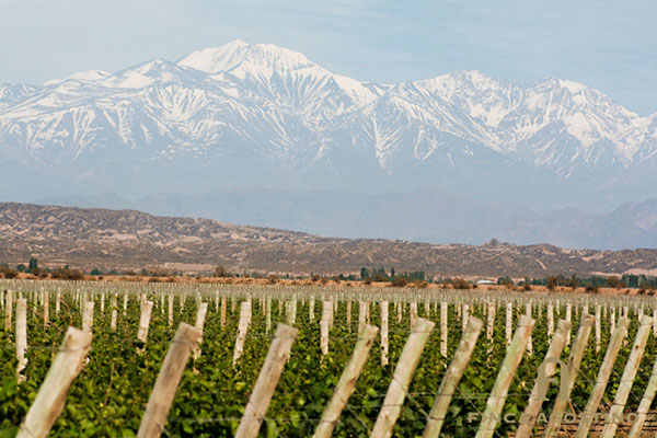 Finca Agostino produz o vinho cabernet franc monovarietal