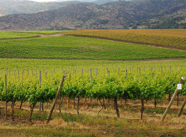 InVina tem diversos reconhecimentos internacionais, entre eles o rótulo com a mescla de cabernet franc