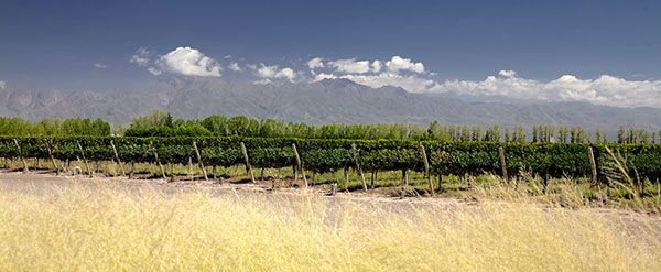 Kalós Wine recebeu premiações por seus vinhos com cabernet franc