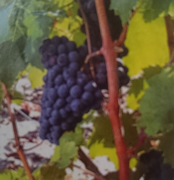 Uva cabernet franc, considerada como “parente” da cabernet sauvignon