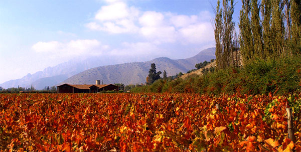 Viña von Siebenthal utiliza a uva cabernet franc em seus varietais