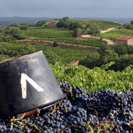 <alt3> Uva Carignan recém-colhida