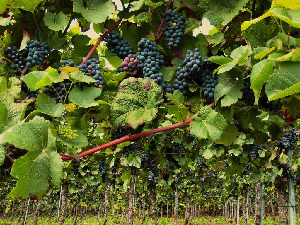 <alt2> Borgonha é histórica pelos seus vinhos com as uvas gamay e pinot noir