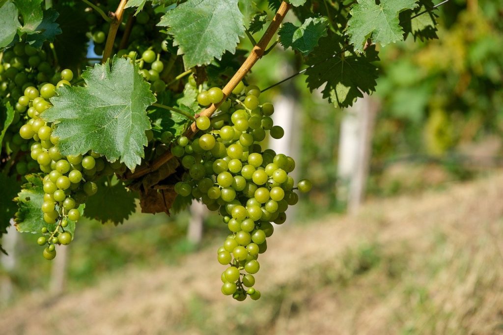 <alt3> Uvas brancas também possuem suas variedades raras